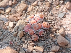 Conophytum truncatum