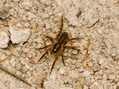 Artoriopsis