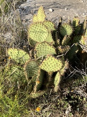 Opuntia strigil