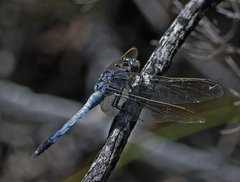 Orthetrum caledonicum