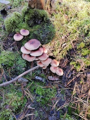 Hypholoma