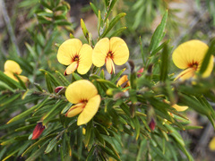 Bossiaea rosmarinifolia