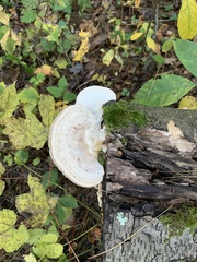 Trametes elegans