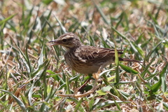 Anthus australis