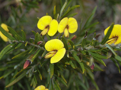 Bossiaea rosmarinifolia