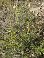 Sidneya tenuifolia