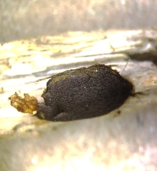 Dictydiaethalium plumbeum