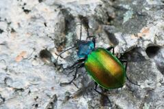 Calosoma sycophanta