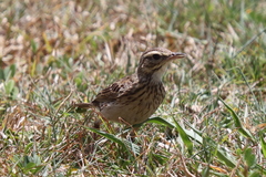 Anthus australis
