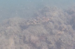 Sphoeroides marmoratus