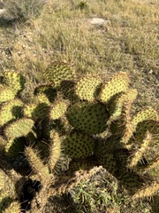Opuntia strigil