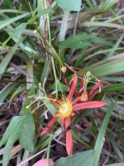 Passiflora cinnabarina