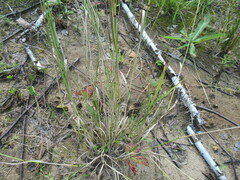 Agrostis gigantea