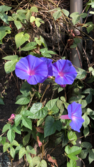 Ipomoea indica
