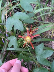 Passiflora cinnabarina