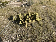 Opuntia strigil