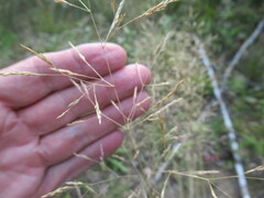 Agrostis gigantea