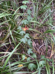Passiflora cinnabarina