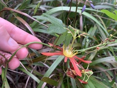Passiflora cinnabarina