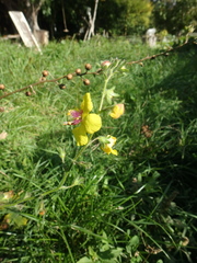 Verbascum blattaria