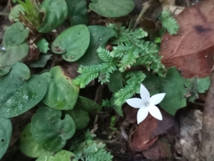 Geophila repens