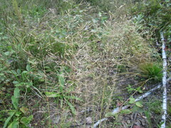 Agrostis gigantea