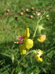 Verbascum blattaria