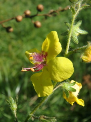 Verbascum blattaria
