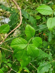 Rosa sempervirens
