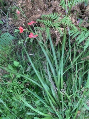 Freesia laxa