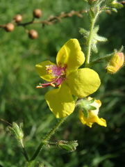 Verbascum blattaria