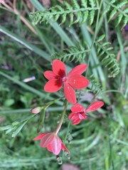 Freesia laxa