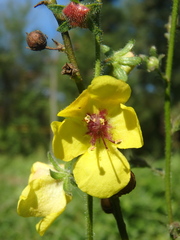 Verbascum blattaria