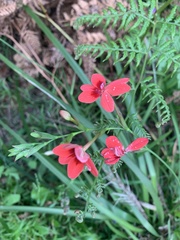 Freesia laxa