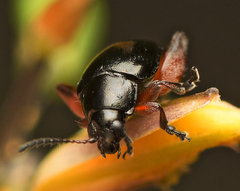 Arsipoda holomelaena