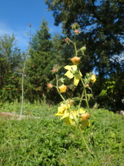 Verbascum blattaria