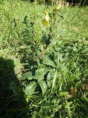 Verbascum blattaria
