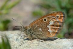 Coenonympha corinna