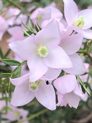 Boronia floribunda