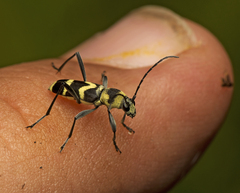 Chlorophorus curtisi