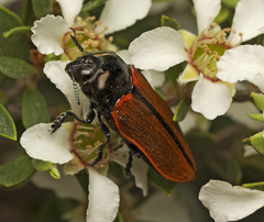 Castiarina rufipennis