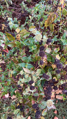 Pycnanthemum muticum