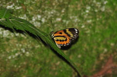 Placidina euryanassa