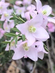 Boronia floribunda