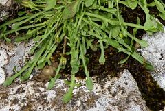 Hypochaeris robertia