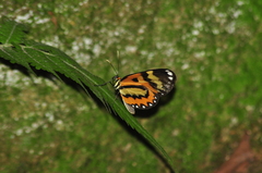 Placidina euryanassa