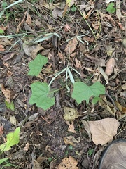 Menispermum canadense