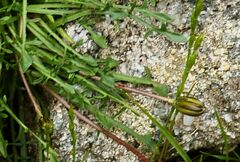 Hypochaeris robertia