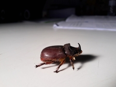 Oryctes nasicornis grypus