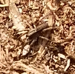 Alopecosa pulverulenta